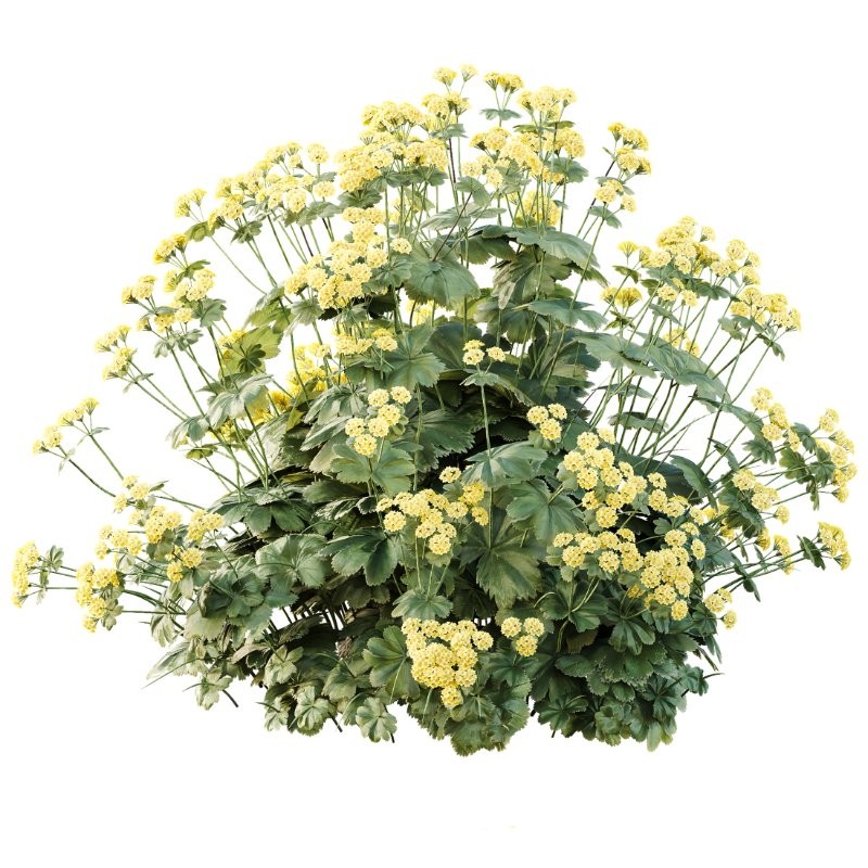 AV Spring flowering shrubs Alchemilla Mollis Vulgaris and Calluna Vulgaris Helena - Image 1
