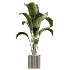 AV Indoor Plants Set 430 Eucalyptus Olive Banana Yucca Palm - Thumbnail 8