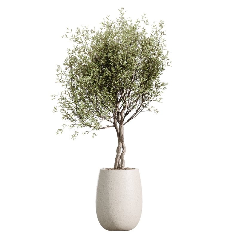 AV Indoor Plants Set 436 Ficus lyrata Areca Cat Reed Palm Ficus Elastica Olive tree Ficus macrocarpa - Image 4