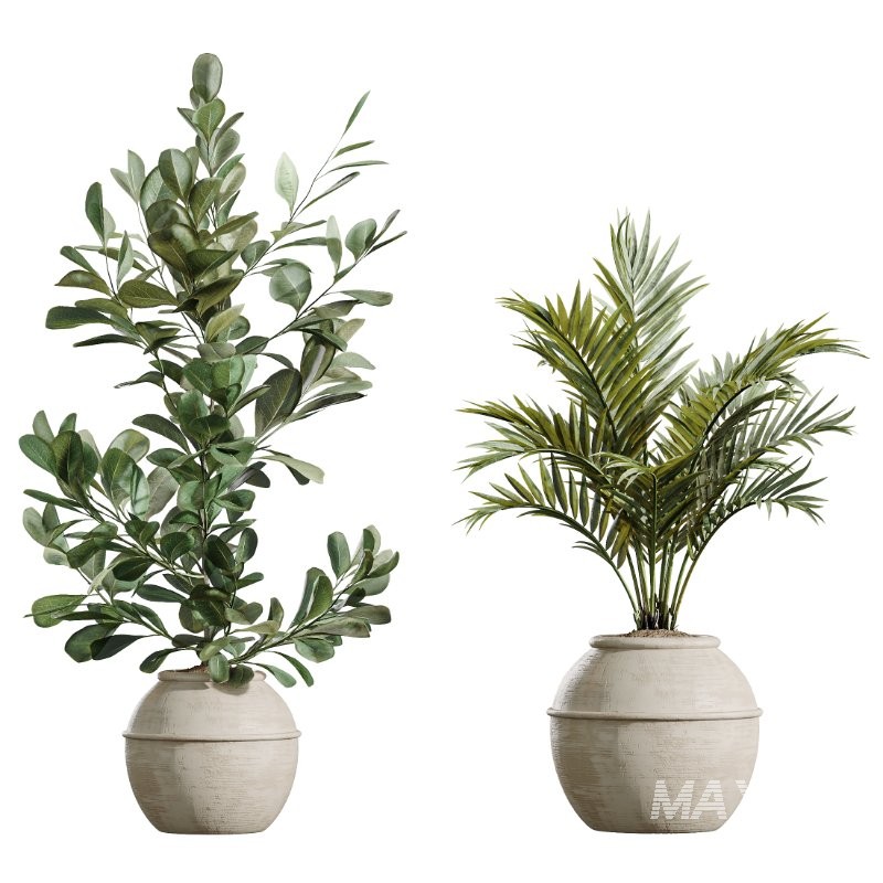 AV Indoor Plants Set 429 Palm Euphorbia Olive Ficus - Image 6