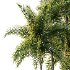 Roystonea Regia Tree 10 - Thumbnail 2