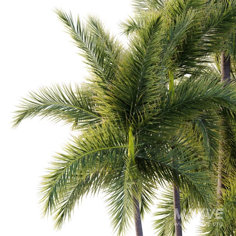 Roystonea Regia Tree 10 - Image 2