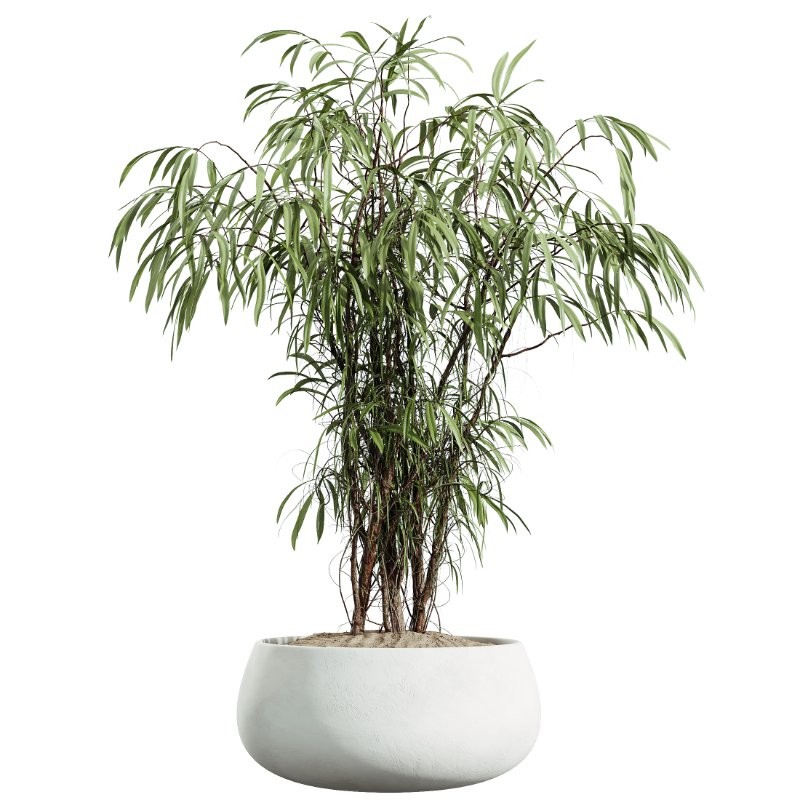 AV Indoor Plants Set 414 Cyara Palm and Euphorbia Drupifera and Ficus Marginata and Ficus Elastica - Image 1