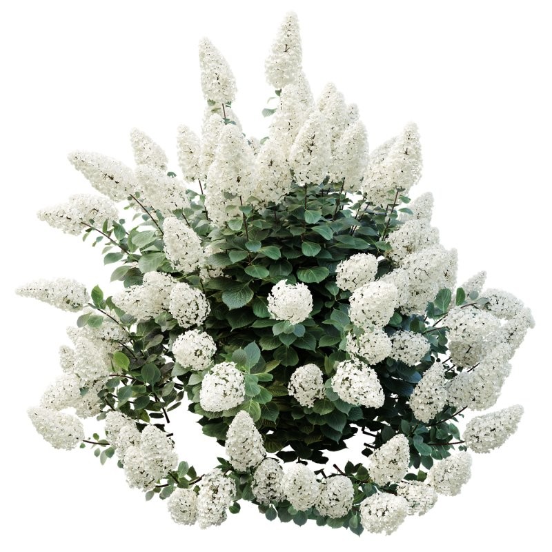 ntal shrub known for its graceful arching branches and abundant white spring flowers, commonly used in residential gardens, parks, and urban landscaping. Hydrangea paniculata ‘Vanilla Strawberry’ adds strong visual interest with its large cone-shaped flower clusters, transitioning from white to soft pink tones, perfectly suited for elegant outdoor scenes. - Image 3