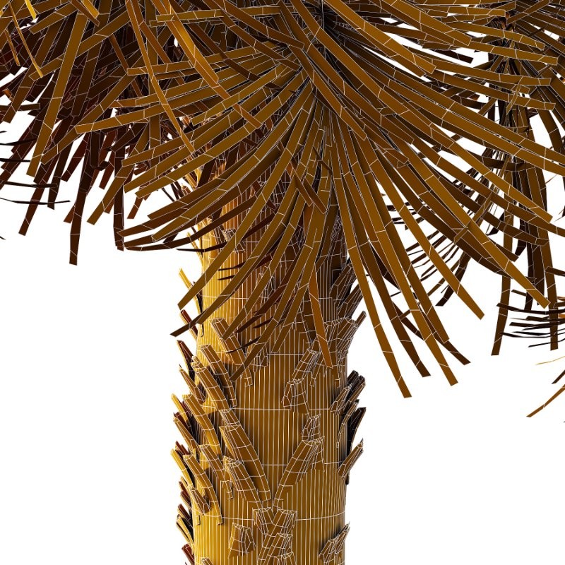 Washingtonia Robusta Palm Tree 03 - Image 5