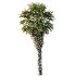 Chinese Fan Palm Tree 02 - Thumbnail 4