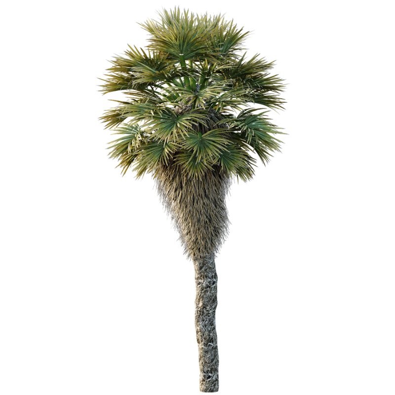Chinese Fan Palm Tree 02 - Image 4