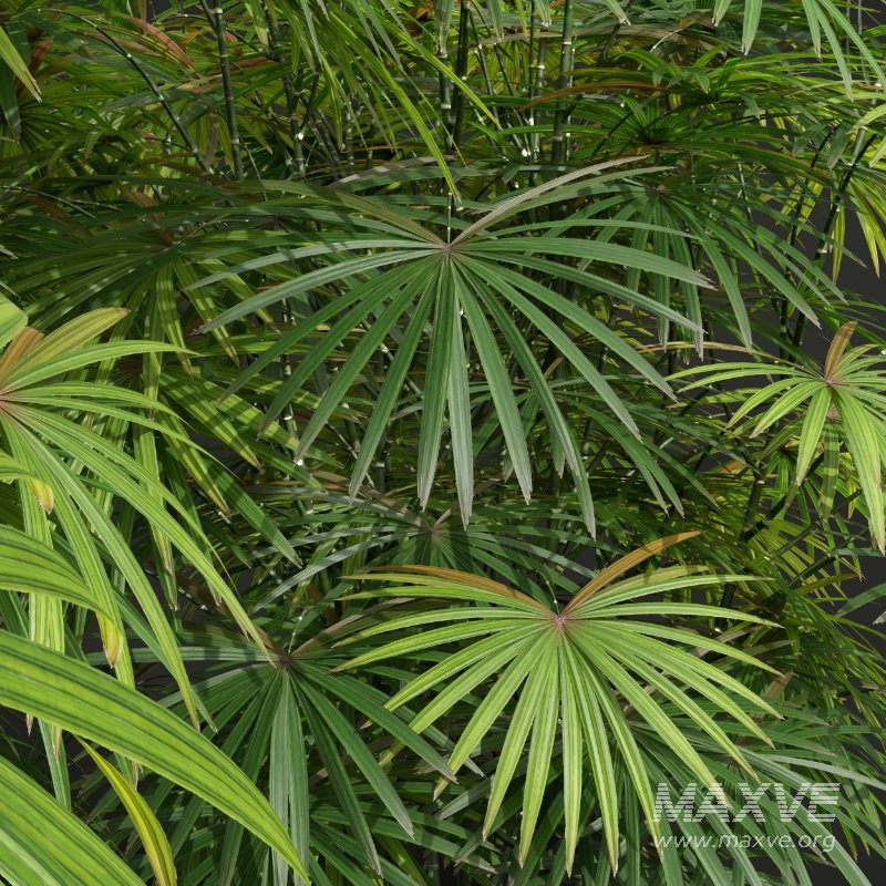 AV Angiopteris Fokiensis Fern Forest and Rhapis Excelsa - Image 3