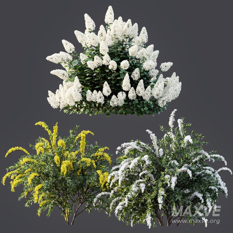 ntal shrub known for its graceful arching branches and abundant white spring flowers, commonly used in residential gardens, parks, and urban landscaping. Hydrangea paniculata ‘Vanilla Strawberry’ adds strong visual interest with its large cone-shaped flower clusters, transitioning from white to soft pink tones, perfectly suited for elegant outdoor scenes. - Image 5