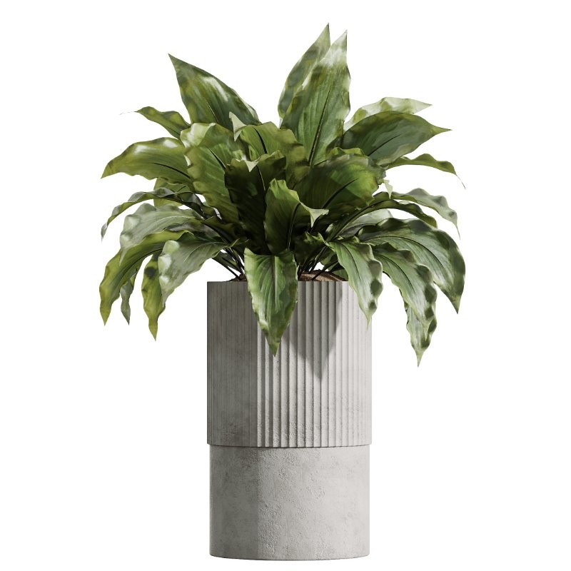 AV Indoor Plants Set 428 Yucca Spathiphyllum Briful Olive - Image 2