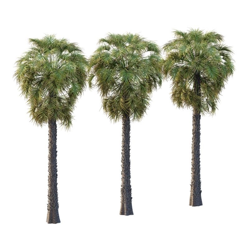 Washingtonia Robusta Palm Tree 03 - Image 1