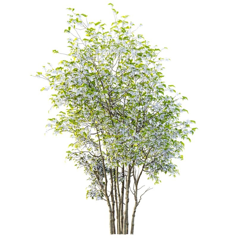 ntal accent plants. Each model is crafted with clean quad-based topology, natural proportions, and high-resolution 4K textures that bring clarity and authenticity to both close-up details and wide landscape shots. - Image 4