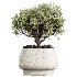 AV Indoor Plants Set 416 Olive tree and Areca Palm and Yucca Elephantipes and Ravenala Banana - Thumbnail 1