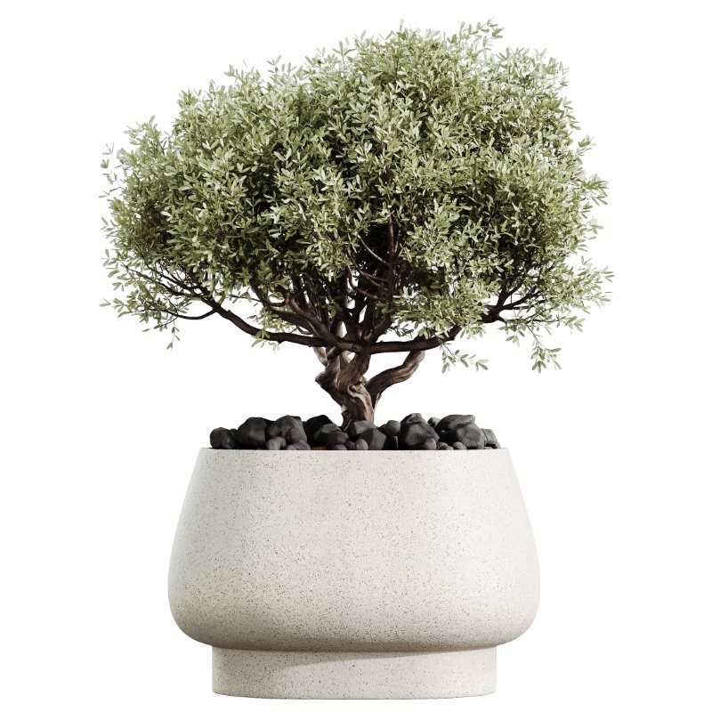 AV Indoor Plants Set 416 Olive tree and Areca Palm and Yucca Elephantipes and Ravenala Banana - Image 1