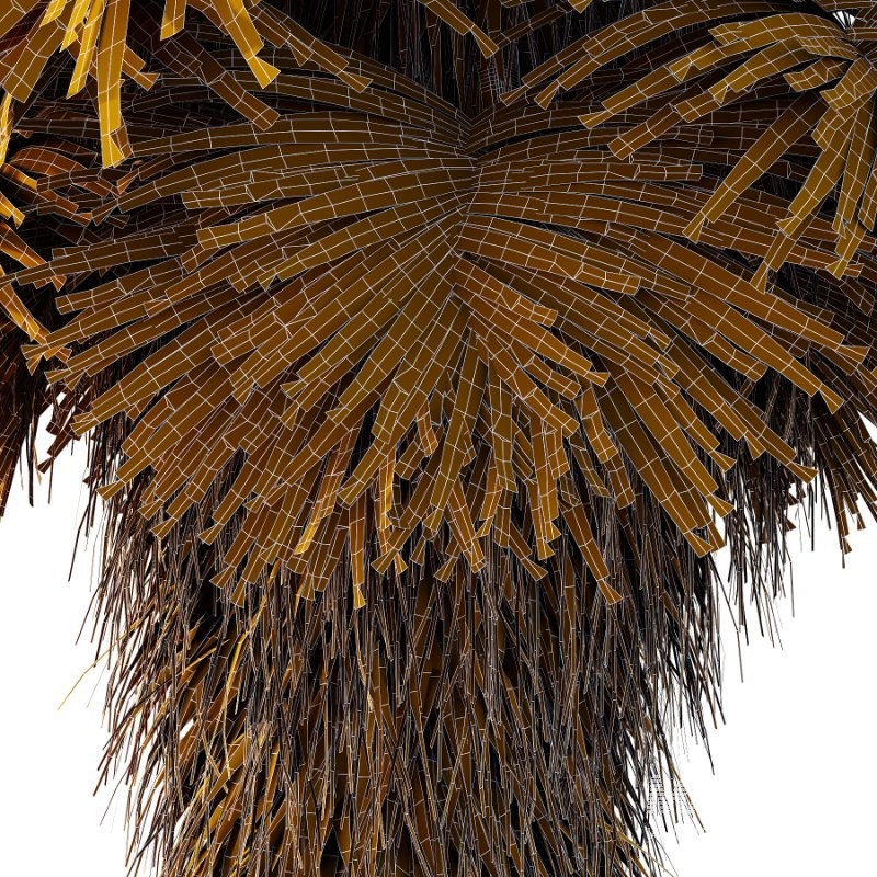 Chinese Fan Palm Tree 01 - Image 4