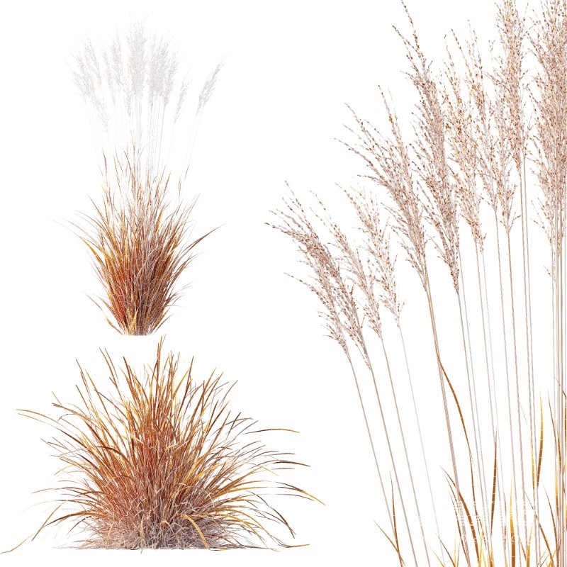 ntal grass set featuring Molinia Caerulea ‘Heidebraut’ (Kleines Pfeifengras) and Carex Elata ‘Aurea’. This combination blends the tall, upright flowering stems of Molinia with the dense, arching, golden-green foliage of Carex, creating a balanced and visually rich planting that works beautifully in contemporary gardens, parks, naturalistic landscapes, and architectural visualizations. - Image 12