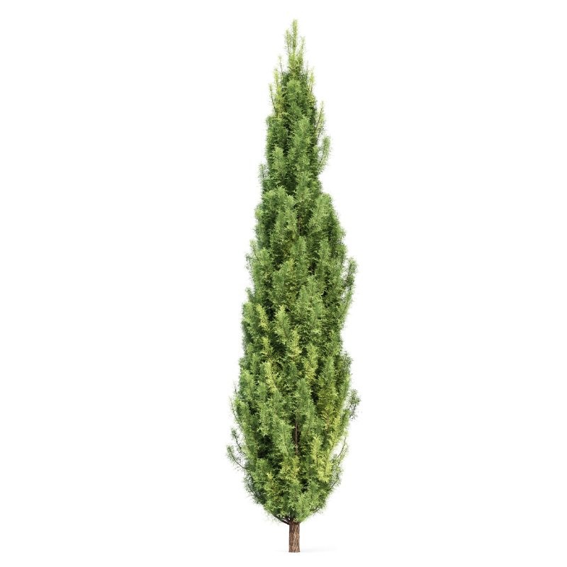 AV Mediterranean Cypress and Birch 2trees - Image 1