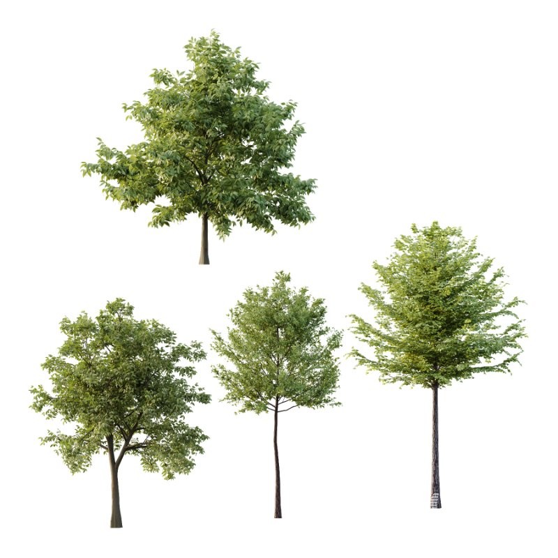 Diffrent Tree Tilia platyphyllos Celtis australis 01 - Image 1