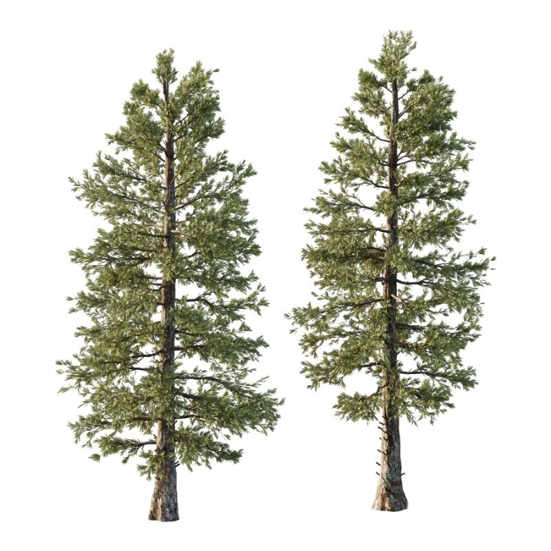 Douglas Fir Tree 03 - Image 1