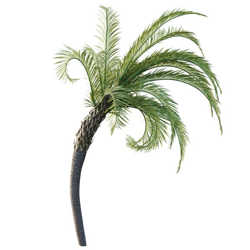 Curly Palm Tree 01 - Image 1