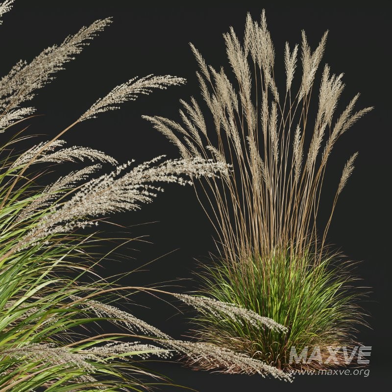 ntal grass set. Featuring the iconic Calamagrostis Acutiflora ‘Karl Foerster’—known for its tall, upright plumes—and the soft, arching forms of Stipa Arundinacea (Anemanthele Lessoniana), this collection captures the subtle beauty and dynamic movement of real-world meadow vegetation. - Image 9