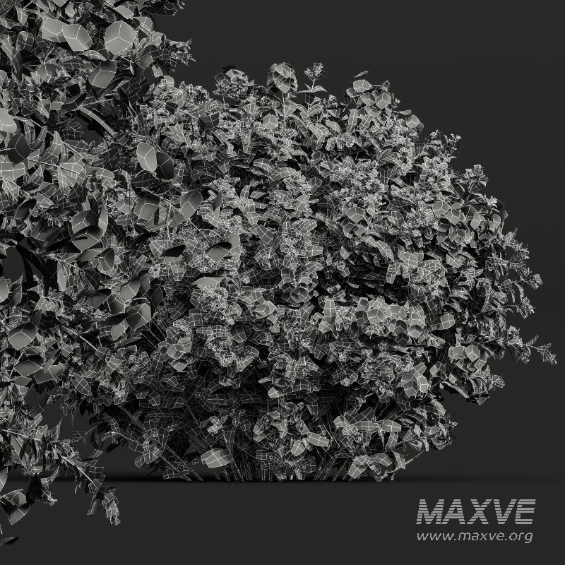 ntal shrubs bring color, texture, and natural density to gardens, parks, residential exteriors, and botanical visualizations. - Image 1