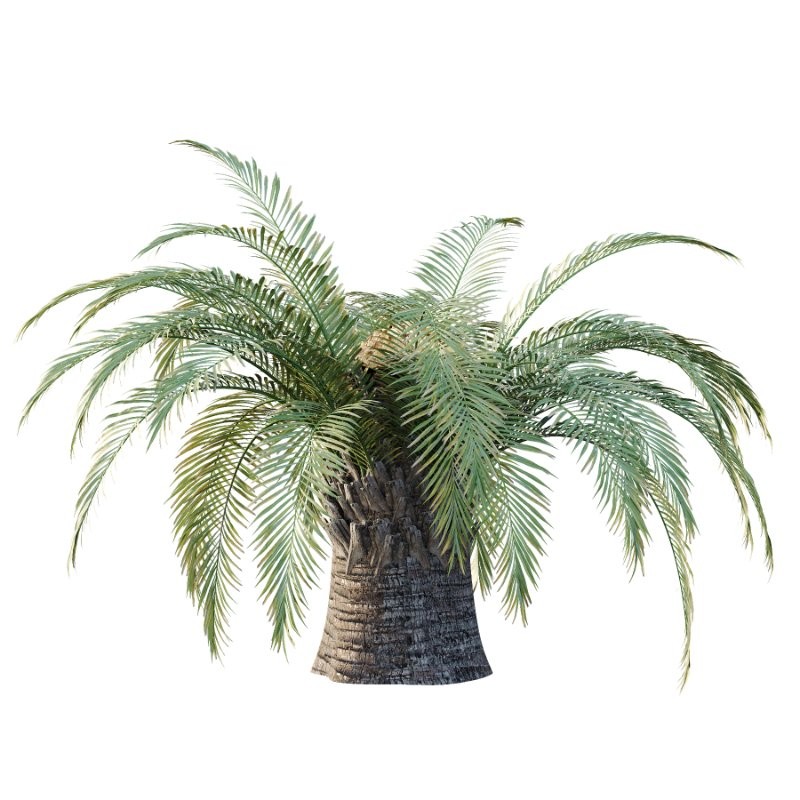 Sago Palm Tree 01 - Image 3