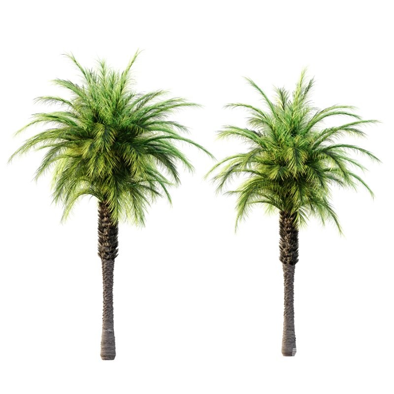 Phoenix roebelenii Palm Trees 02 - Image 4