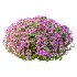 Diffrent Bush Spirea Japonica hydrangea arborescens - Thumbnail 2