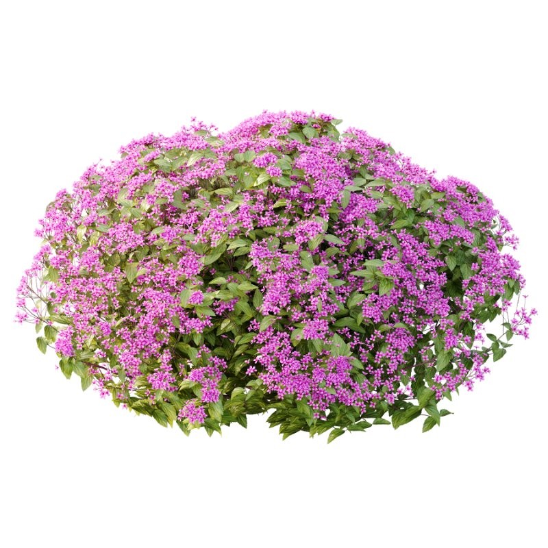 Diffrent Bush Spirea Japonica hydrangea arborescens - Image 2