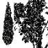 AV Mediterranean Cypress and Birch 2trees - Thumbnail 5