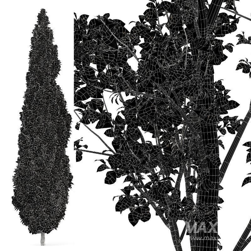 AV Mediterranean Cypress and Birch 2trees - Image 5