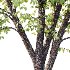 Diffrent Tilia platyphyllos Tree 002 - Thumbnail 4