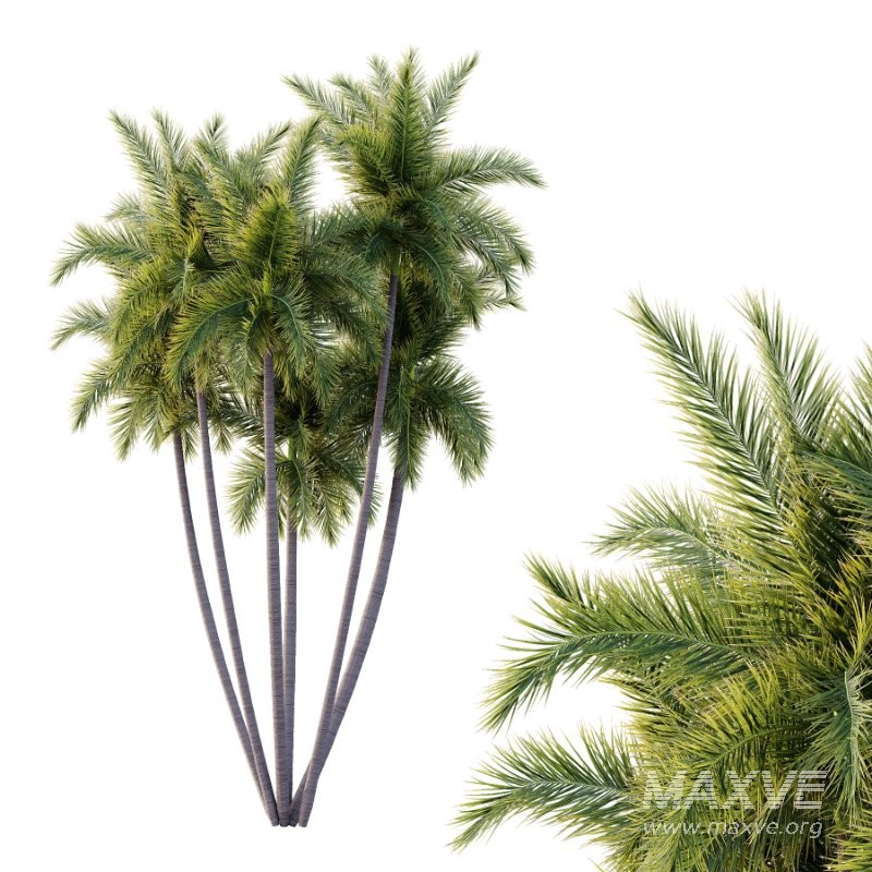 Roystonea Regia Tree 07 - Image 2