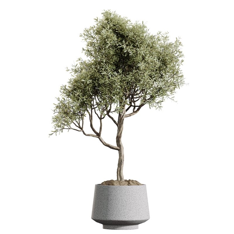 AV Indoor Plants Set 427 Olive Banana Palm Aspidistra - Image 1