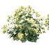 AV Spring flowering shrubs Alchemilla Mollis Vulgaris and Calluna Vulgaris Helena - Thumbnail 5