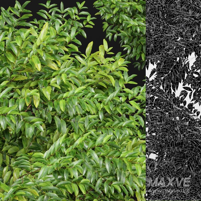 AV Black locust and Canadian Poplar 2 Trees - Image 4