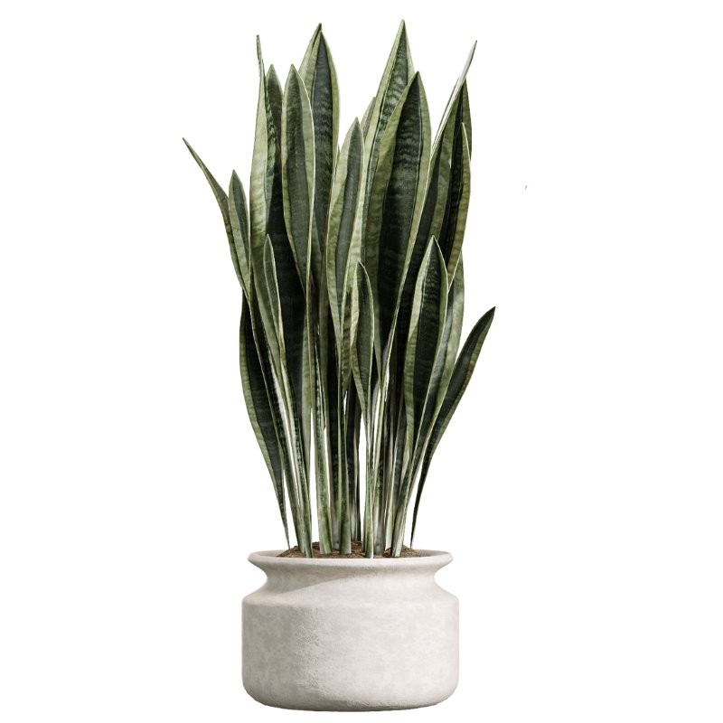 AV Indoor Plants Set 426 Ficus Fig Warneckii Sansevieria Orange - Image 2