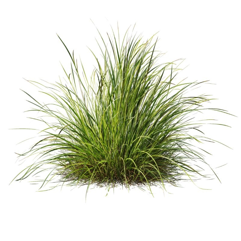 ntal grass set featuring Molinia Caerulea ‘Heidebraut’ (Kleines Pfeifengras) and Carex Elata ‘Aurea’. This combination blends the tall, upright flowering stems of Molinia with the dense, arching, golden-green foliage of Carex, creating a balanced and visually rich planting that works beautifully in contemporary gardens, parks, naturalistic landscapes, and architectural visualizations. - Image 1