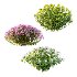Diffrent Bush Spirea Japonica hydrangea arborescens 011 - Thumbnail 1