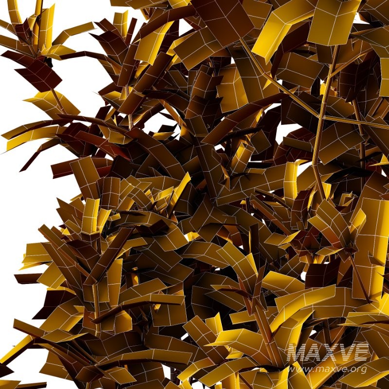 Spirea Japanese Bushes 03 - Image 6