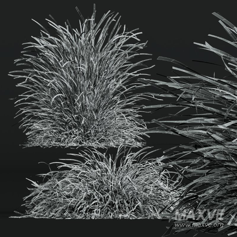 ntal grass set. Featuring the iconic Calamagrostis Acutiflora ‘Karl Foerster’—known for its tall, upright plumes—and the soft, arching forms of Stipa Arundinacea (Anemanthele Lessoniana), this collection captures the subtle beauty and dynamic movement of real-world meadow vegetation. - Image 14