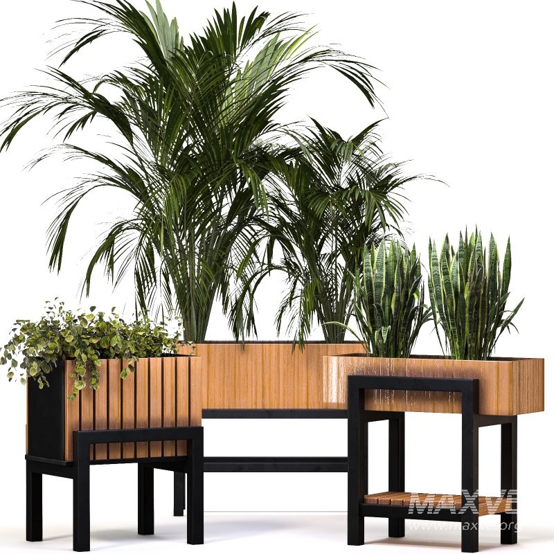 Plant Set 13 - Image 7