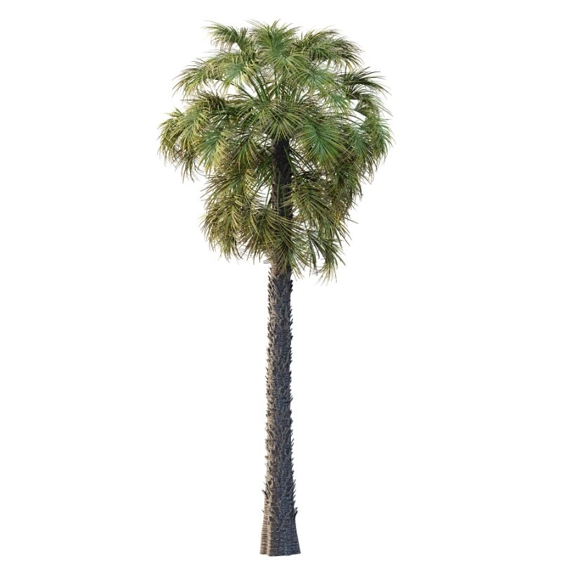 Washingtonia Robusta Palm Tree 03 - Image 2