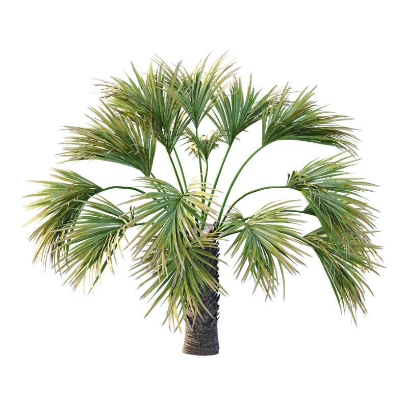 Washingtonia Robusta Palm Tree 04 - Image 5