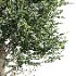 AV Carpinus Betulus 3 trees - Thumbnail 2