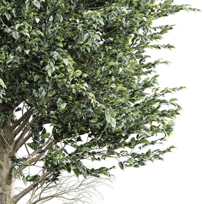 AV Carpinus Betulus 3 trees - Image 2