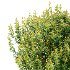 Spirea Japanese Bushes 02 - Thumbnail 6