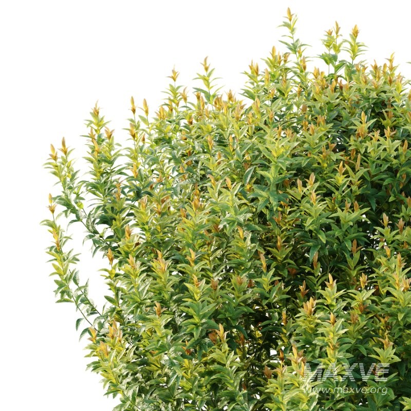 Spirea Japanese Bushes 02 - Image 6