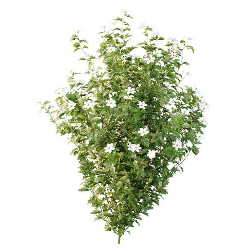 romneya coulter Argyrocytisus battandieri Tibouchina Semidecandra Plant01 - Image 1